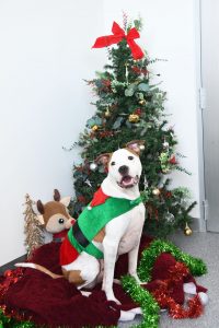 Christmas with a cause