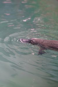 Platy-yes! An evening of all things platypus at Birdsland