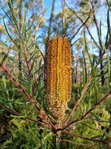 Hairpin Banksia at dire risk from more frequent and severe bushfires