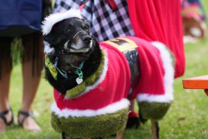 Lilydale comes ‘alive’ for third annual Street Fair