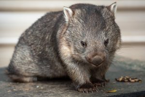 Landowners asked to consider alternatives to lethal control for wombats