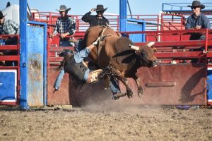 RSPCA voices rodeo concern