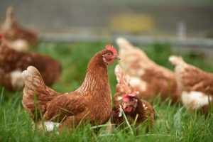 Bird flu not the only issue facing egg industry