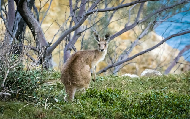 Within a week, adidas and ASICS back out the commercial kangaroo trade
