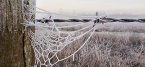 Winter in the Valley: frost, fog, icicles and sunrises