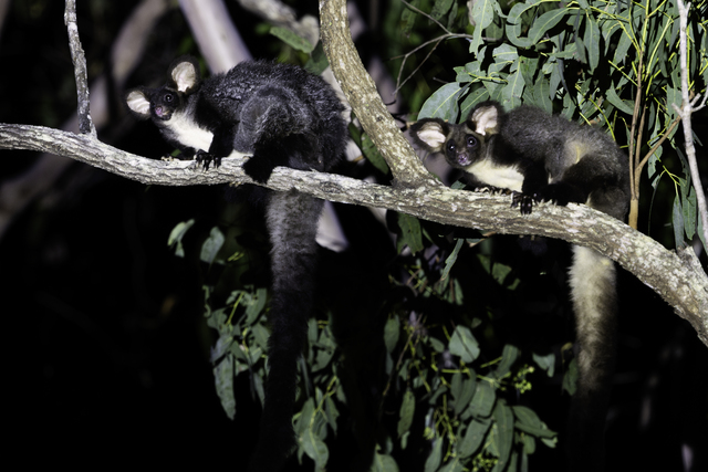 Great result for greater glider as court case set to create recovery plan