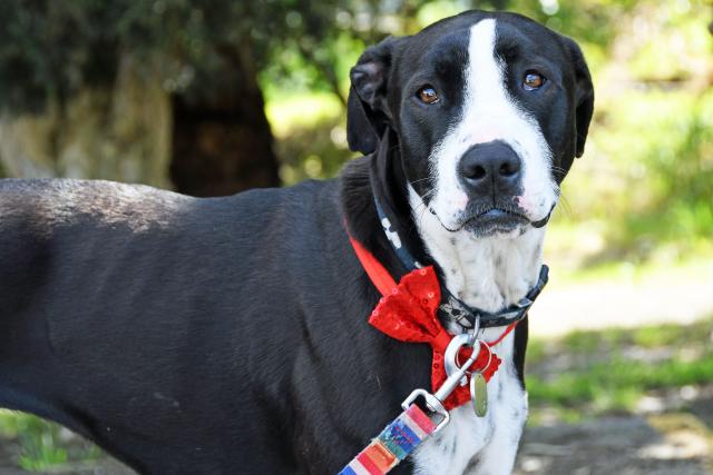 Wandin North Dog boarding kennel application rejected