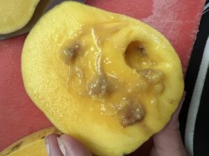 Queensland Fruit Fly infiltrates Yarra Ranges