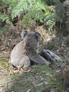 To stay or go when fires are near